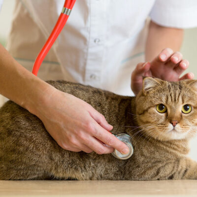 Managing Diabetes Mellitus in Pets