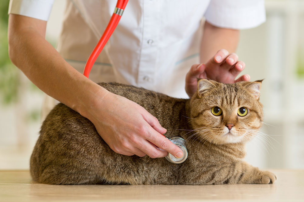 Managing Diabetes Mellitus in Pets