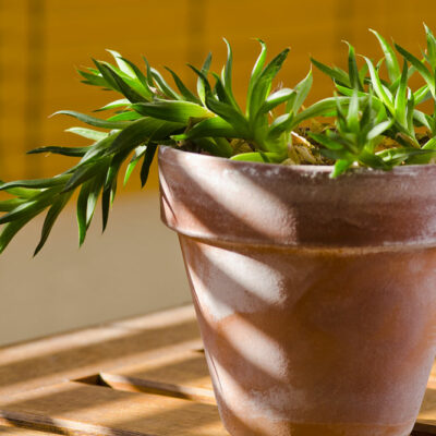 Toxic Houseplants for Pets