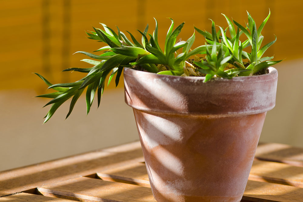 Toxic Houseplants for Pets