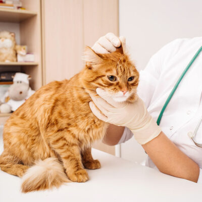 Tips for Buying Pet Medications Online