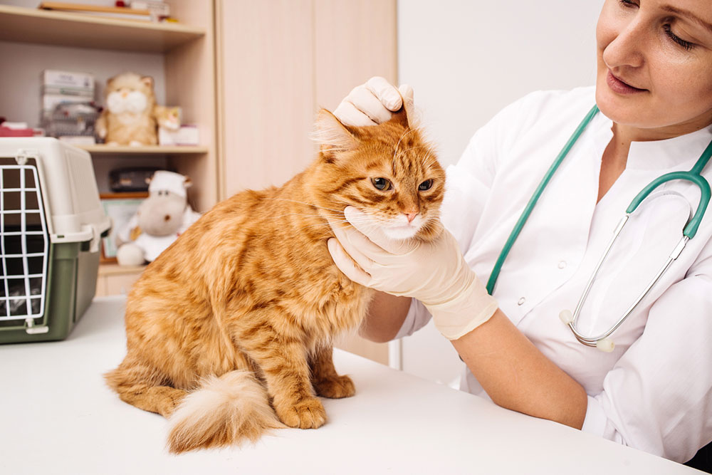 Tips for Buying Pet Medications Online