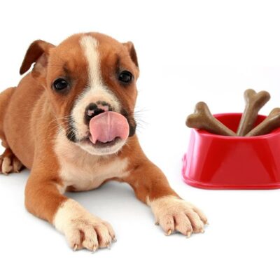 Tips for Dog and Cats with Food Allergies