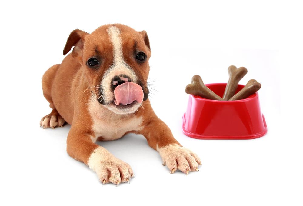 Tips for Dog and Cats with Food Allergies