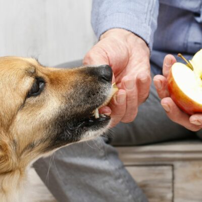 Good and Bad Dog and Cat Treats