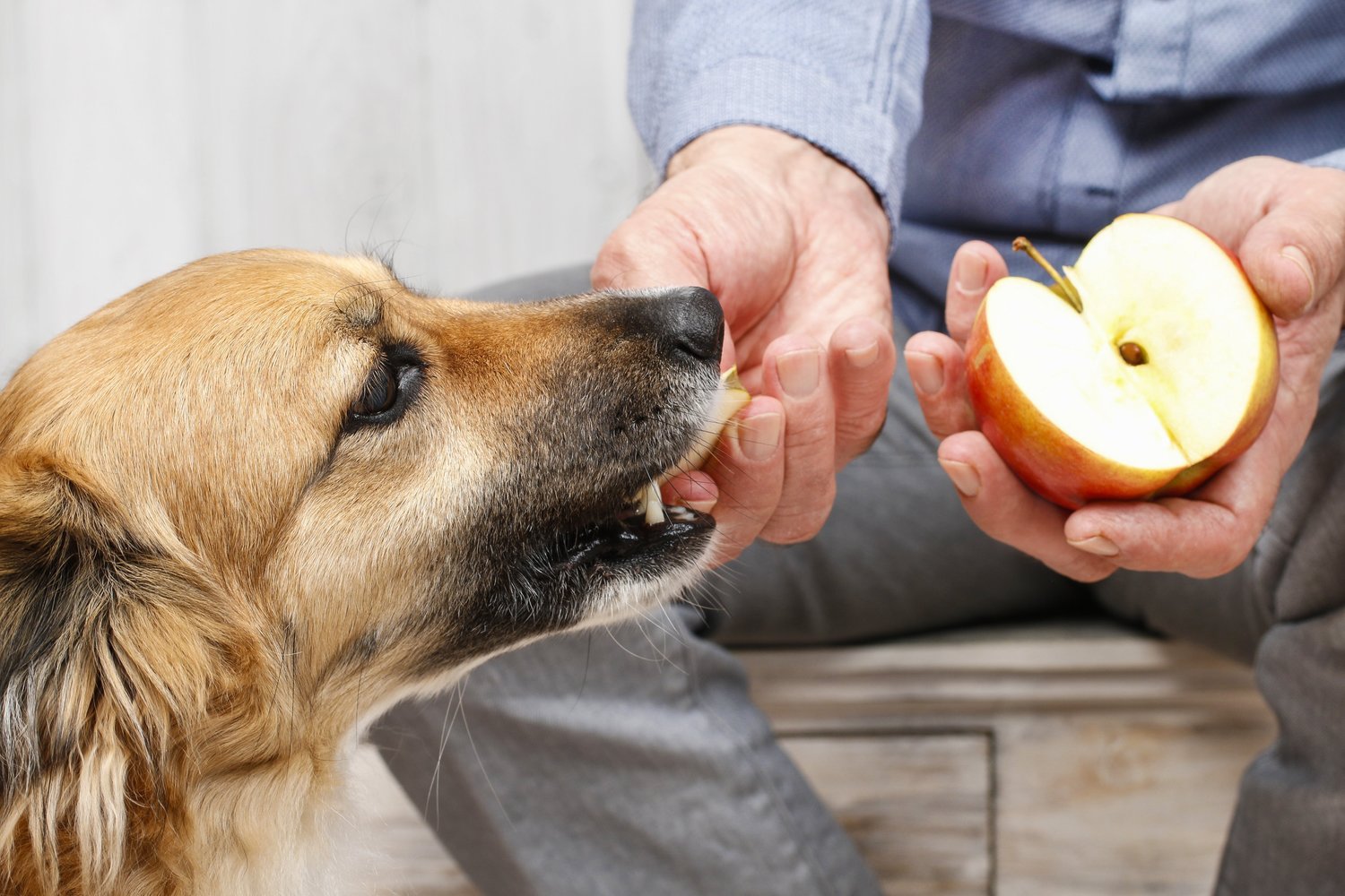 Good and Bad Dog and Cat Treats